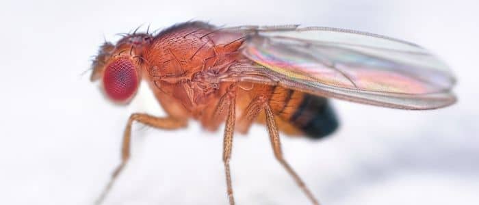 Close-up of Fruit Fly