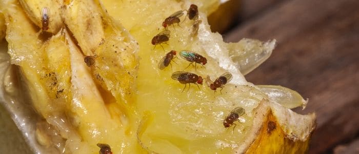 Fruit flies on fruit